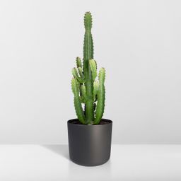 Euphorbia Acrurensis (8720634285285)