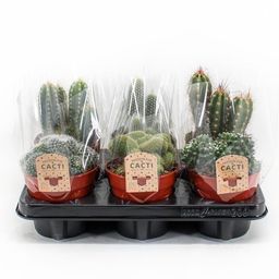 Cactus Mix P12 - 6 stuks (33271)