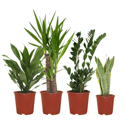Makkelijke plantenbox - 4 kamerplanten - Diverse hoogtes - Ø14-Ø17 (8720634287173)