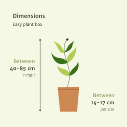 Makkelijke plantenbox - 4 kamerplanten - Diverse hoogtes - Ø14-Ø17 (8720634287173)