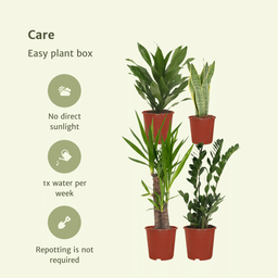 Makkelijke plantenbox - 4 kamerplanten - Diverse hoogtes - Ø14-Ø17 (8720634287173)