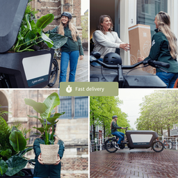 Makkelijke plantenbox - 4 kamerplanten - Diverse hoogtes - Ø14-Ø17 (8720634287173)