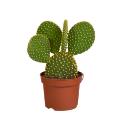 House of cactus Opuntia microdasys - 12cm - zonder pot (8720387961634)