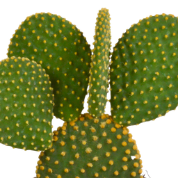 House of cactus Opuntia microdasys - 12cm - zonder pot (8720387961634)