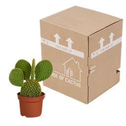 House of cactus Opuntia microdasys - 12cm - zonder pot (8720387961634)