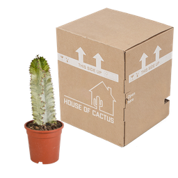 House of cactus Euphorbia marmorata 17 cm (8720618070401)
