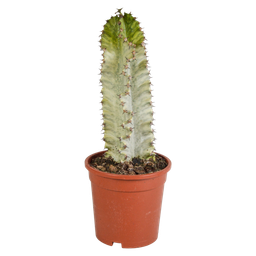 House of cactus Euphorbia marmorata 17 cm (8720618070401)