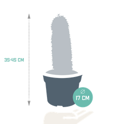 House of cactus Euphorbia marmorata 17 cm (8720618070401)