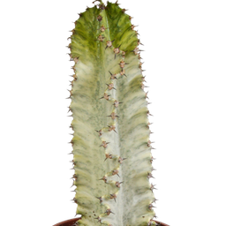 House of cactus Euphorbia marmorata 17 cm (8720618070401)