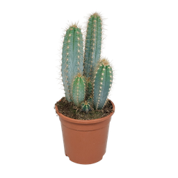 House of cactus Pilosocereus azureus - 17cm - zonder pot (8720387961788)