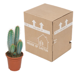 House of cactus Pilosocereus azureus - 17cm - zonder pot (8720387961788)