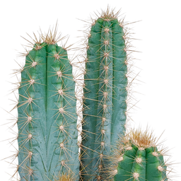 House of cactus Pilosocereus azureus - 17cm - zonder pot (8720387961788)