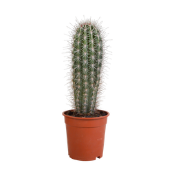 House of cactus Pachycereus pringlei - 17cm - zonder pot (8720387961689)