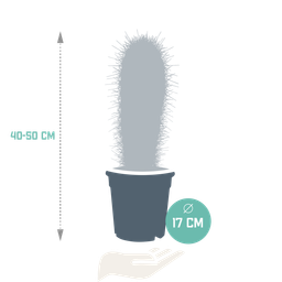 House of cactus Pachycereus pringlei - 17cm - zonder pot (8720387961689)