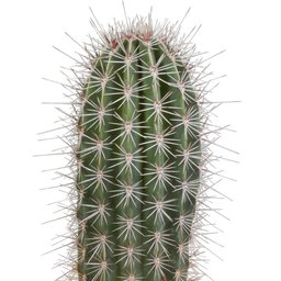 House of cactus Pachycereus pringlei - 17cm - zonder pot (8720387961689)