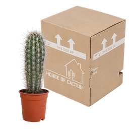 House of cactus Pachycereus pringlei - 17cm - zonder pot (8720387961689)