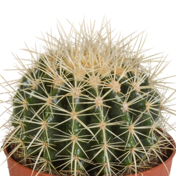 House of cactus Echinocactus grusonii 12cm (8720387961610)