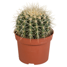 House of cactus Echinocactus grusonii 12cm (8720387961610)