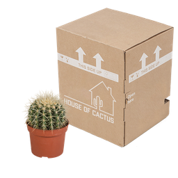 House of cactus Echinocactus grusonii 12cm (8720387961610)