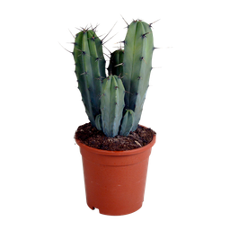 House of cactus Myrtillocactus geometrizans 17 cm - zonder pot (8720387961672)