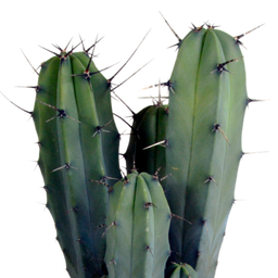 House of cactus Myrtillocactus geometrizans 17 cm - zonder pot (8720387961672)
