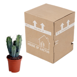 House of cactus Myrtillocactus geometrizans 17 cm - zonder pot (8720387961672)