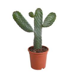House of cactus Opuntia consulea - 17cm - zonder pot (8720387961665)