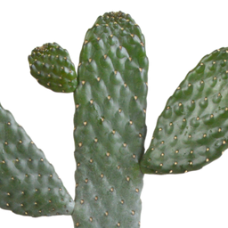House of cactus Opuntia consulea - 17cm - zonder pot (8720387961665)