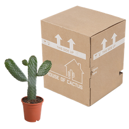 House of cactus Opuntia consulea - 17cm - zonder pot (8720387961665)