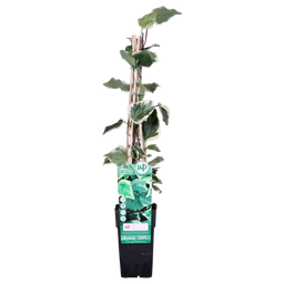 Hoogeveen Hedera algeriensis 'Gloire de Maren' (8712044838816)