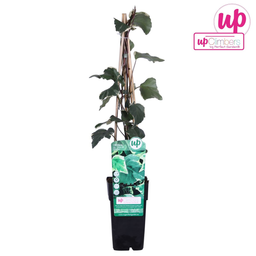 Hoogeveen Hedera algeriensis 'Gloire de Maren' (8712044838816)