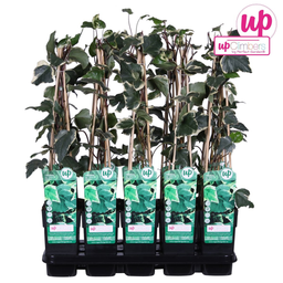 Hoogeveen Hedera algeriensis 'Gloire de Maren' (8712044838816)
