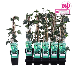Hoogeveen Hedera algeriensis 'Gloire de Maren' (8712044838816)