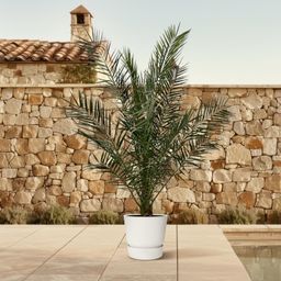 Phoenix Canariensis - 180 cm - Ø24cm (29171)