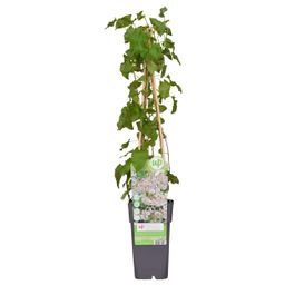 Hoogeveen Fallopia baldschuanica - Bruidsluier (8712044839103)