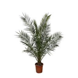 Phoenix Canariensis - 180 cm - Ø24cm (29171)