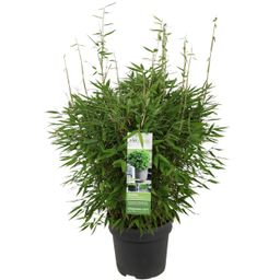 Hoogeveen Fargesia 'Moontears'Â® Boobux - Compact groeiend, niet woekerende bamboe (8720604874259)