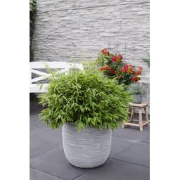 Hoogeveen Fargesia 'Moontears'Â® Boobux - Compact groeiend, niet woekerende bamboe (8720604874259)