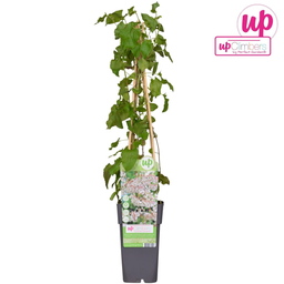 Hoogeveen Fallopia baldschuanica - Bruidsluier (8712044839103)