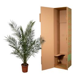 Phoenix Canariensis - 180 cm - Ø24cm (29171)
