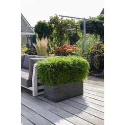 Hoogeveen Fargesia 'Moontears'Â® Boobux - Compact groeiend, niet woekerende bamboe (8720604874259)