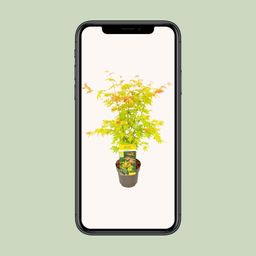 Son & koot Acer palmatum Orange Dream (8718182410594)