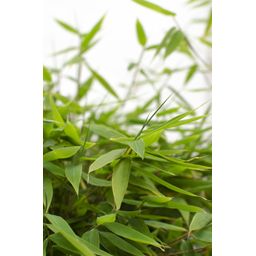 Hoogeveen Fargesia 'Moontears'Â® Boobux - Compact groeiend, niet woekerende bamboe (8720604874259)