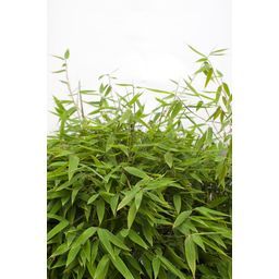 Hoogeveen Fargesia 'Moontears'Â® Boobux - Compact groeiend, niet woekerende bamboe (8720604874259)