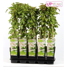 Hoogeveen Fallopia baldschuanica - Bruidsluier (8712044839103)