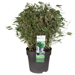 Hoogeveen Fargesia 'Moontears'Â® Boobux - Compact groeiend, niet woekerende bamboe (8720604874259)