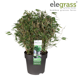 Hoogeveen Fargesia 'Moontears'Â® Boobux - Compact groeiend, niet woekerende bamboe (8720604874259)