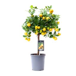 Citrus Calamondin (18178)