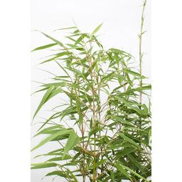 Hoogeveen Fargesia rufa - Niet woekerende bamboe - - Ø14 - ↨40cm (8718531417878)