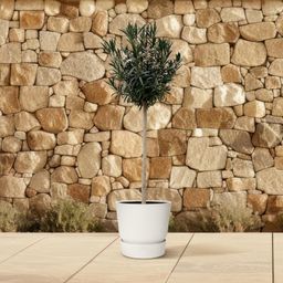 Nerium Oleander op stam met witte bloem - 170cm- Ø40 (8721055693048)